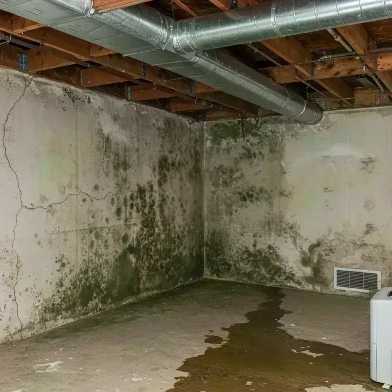 Professional Mold Removal in Franklin Square, NY